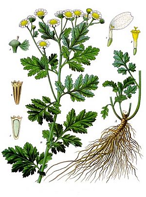 Archivo:Tanacetum parthenium - Köhler–s Medizinal-Pflanzen-036