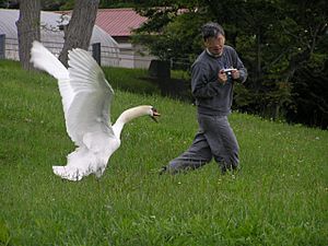 Archivo:The swan attacks man.Hokkaido-toyako,人を襲う洞爺湖の白鳥P6200258モザイク