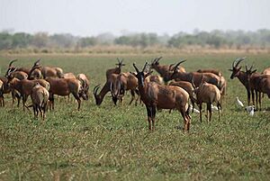 Archivo:Tiang at Rigueik, Zakouma National Park, Chad