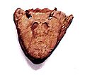 Tiktaalik skull full front