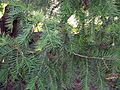 Torreya nucifera bgiu