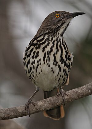 Archivo:Toxostoma longirostre -San Antonio, Texas, USA-8