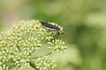 Weevil