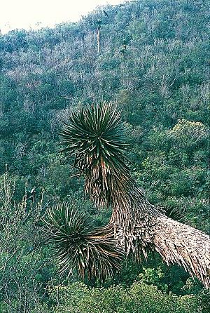 Archivo:Yucca potosina fh 0386 MEX B