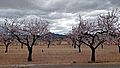 20240216143023almendros flor Macisvenda