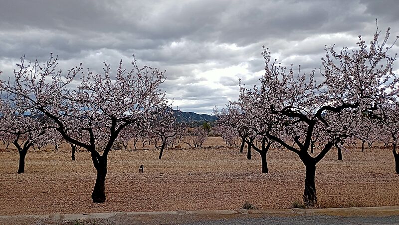 20240216143023almendros flor Macisvenda