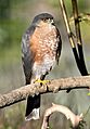 Accipiter striatus, Canet Road, San Luis Obispo 1