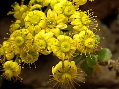 Aeonium spathulatum PICT.jpg