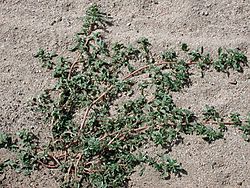 Amaranthus albus arizona.jpg