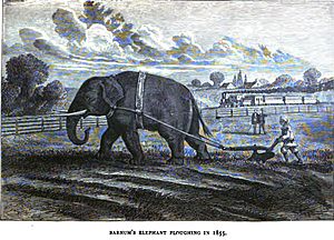 Archivo:Barnum's Elephant Plowing, 1855