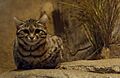 Black-Footed Cat-BrookfielZoo