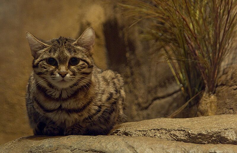 Black-Footed Cat-BrookfielZoo