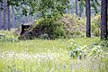 Blakeley Battleground Union Boyaux fortification1