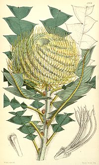Archivo:Botanical Magazine 4906 BANKSIA Victoriæ