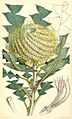 Botanical Magazine 4906 BANKSIA Victoriæ
