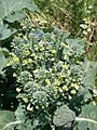 Broccoli flowers 2525385935 e13d4de4c4 b