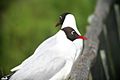 Brown-hooded Gull