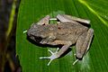 Bufo ansonia
