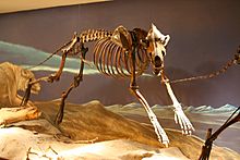 Archivo:Canis dirus skeleton