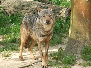 Archivo:Canis lupus signatus (Kerkrade Zoo) 18