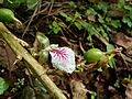 Cardamom inflorescence and fruit IMG20170901151108