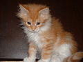 Cat-MaineCoon-Cookie