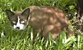 Cat fear