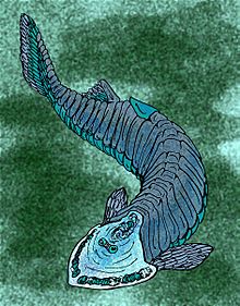 Cephalaspis tenuicornis.jpg