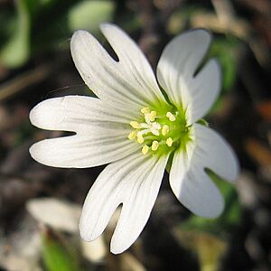 Archivo:Cerastium arcticum upernavik 2007-06-26 2
