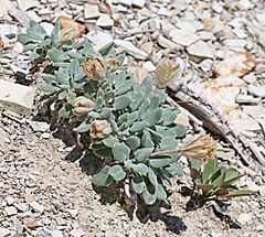 Chamaechaenactis scaposa 2017.06.04 12.38.59 IMG 0391 - Flickr - andrey zharkikh.jpg