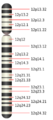 Chromosome 12