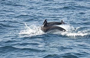 Archivo:Common Dolphins, Gibraltar