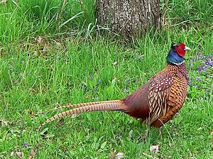 Archivo:Common Pheasant (Hybride)