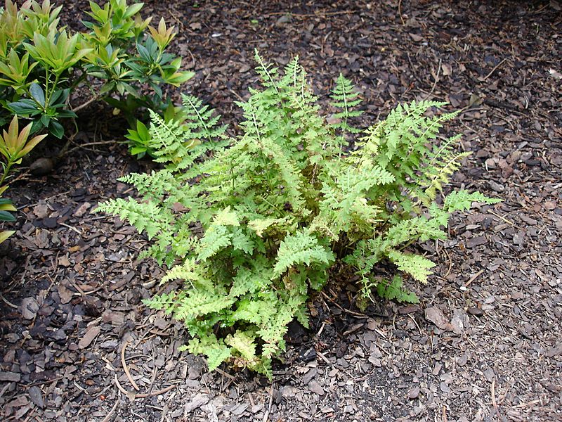 Cystopteris dickieana
