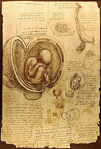 Archivo:Da Vinci Studies of Embryos Luc Viatour