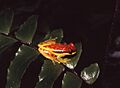 Dendropsophus rhodopeplus01