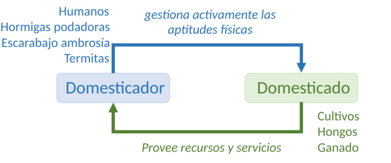 Domestication es