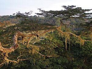 Archivo:Dzanga-Ndoki National Park (10.3897-zookeys.951.53814) Figure 27