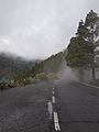 Foggy Road at Caldera de Los Marteles