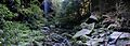Forest in the bluemountains