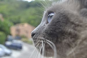 Archivo:Gato Siamés Desde Cerca