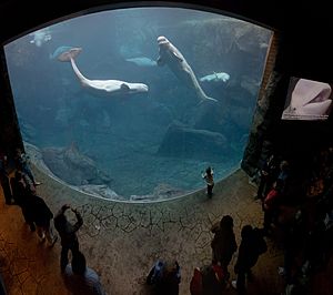 Archivo:Georgia Aquarium - Baluga Whales Jan 2006