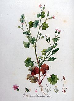 Archivo:Geranium lucidum — Flora Batava — Volume v9