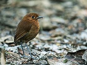 Grallaria blakei - Chestnut Antpitta.jpg