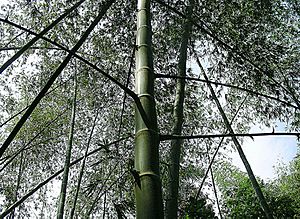 Archivo:Guadua angustifolia (11274473695)