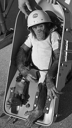 Archivo:Ham the chimp (cropped)