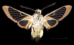 Hemaris thetis MHNT CUT 2010 0 393 Fraser (Colorado), male ventral.jpg