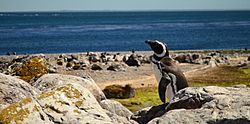 Archivo:Isla Pingüino - Puerto Deseado