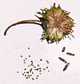 L. styrax.-seed-pod-1