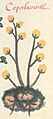 Libellus de medicinalibus Indorum herbis f. 56v detail copal